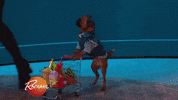 rachaelrayshow funny cute dog food GIF