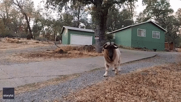 'Whoa, Weird': Affectionate Goat Makes Friends With Videographer Near Fawn Fire