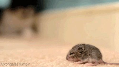 cat mouse GIF