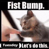 Cat Fist Bump GIF by Respective