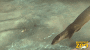 Spin Swim GIF by Brookfield Zoo