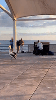 Pelican Dances While Piano Plays During Sunset Concert in South Australia