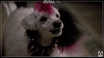 Elvira Mistress Of The Dark Reaction GIF by Arrow Video