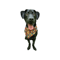 Donkey Kong Dk Sticker by Geekster Pets