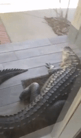 Massive Alligator Rests at the Entrance of a Home