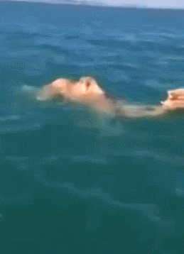 ocean swimming GIF