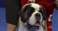national dog show 2018 GIF by NBC