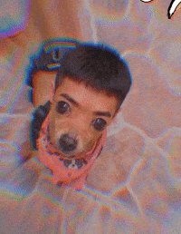 Peppe GIF