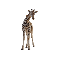Zoo Giraffe Sticker by Knies Kinderzoo