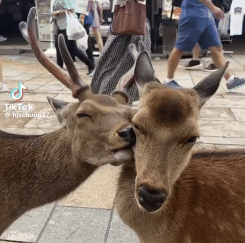 In Love Kiss GIF