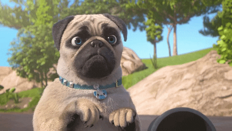 Embarrassed Pug GIF by MightyMike