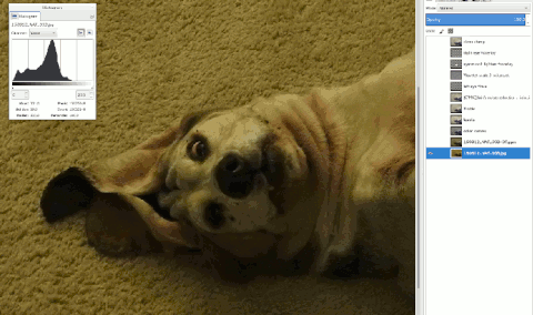 gimp GIF