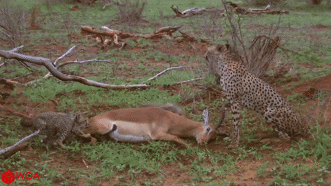 cuteanimalland giphyupload GIF