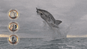 Olympics Discovery GIF by Shark Week