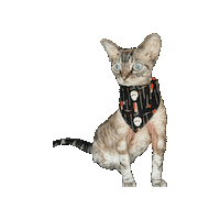 Friday 13Th Halloween Cat Sticker by Geekster Pets