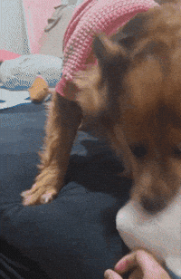 Happy Dog GIF
