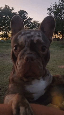 LaBearFrenchies french bulldog romeo labearfrenchies rojo merle frenchie GIF