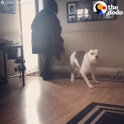 Dogs GIF by The Dodo