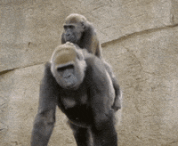 San Diego Lol GIF by San Diego Zoo Wildlife Alliance