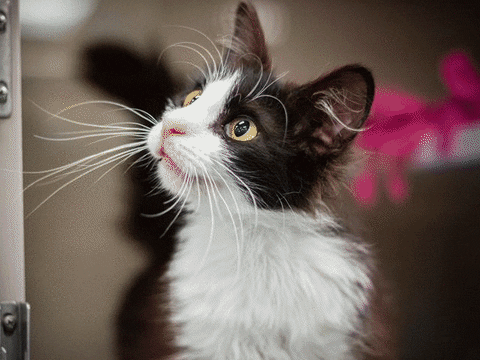 Glow In The Dark Cat GIF by Nebraska Humane Society