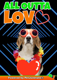 PetJuvenate im out french bulldog funny dog cute puppy GIF