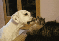dog licking GIF