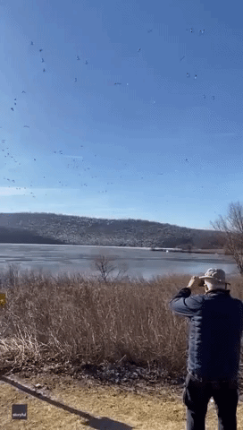 Thousands of Snow Geese Descend on Pennsylvania Lake