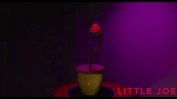 Unsettling Ben Whishaw GIF by Magnolia Pictures