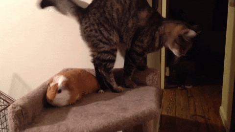 cat GIF by America's Funniest Home Videos
