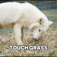 Dog Play GIF by Colossal