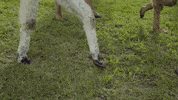 PipeWolf legs llama pipewolf GIF
