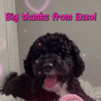 Good Boy Thank You GIF