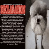 British Dog GIF