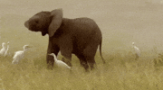 Playing Around Elephant Trunk GIF by slicedbread