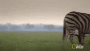 nat geo wild warthog GIF by Savage Kingdom