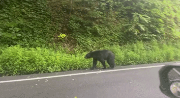Black Bear Spotted Strolling in Gatlinburg