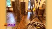 Dog Food GIF by Rachael Ray Show