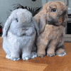 Bunnies GIF