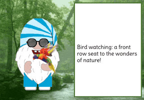 Birds Gnome GIF