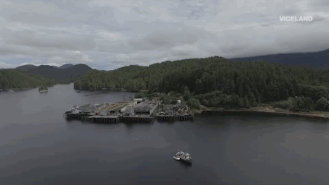 viceland GIF by ABANDONED