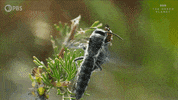 Bbc Plants GIF by PBS