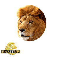 Lion King Beard Sticker by Yanni Raz