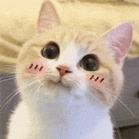 Happy Cat GIF