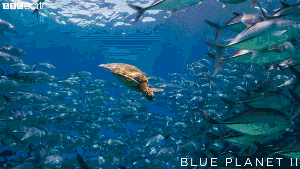 blue planet sea GIF by BBC Earth