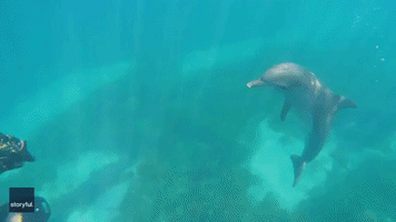Curious Wild Dolphins Romp With Man on Water Scooter