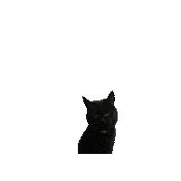 Black Cat Hello Sticker