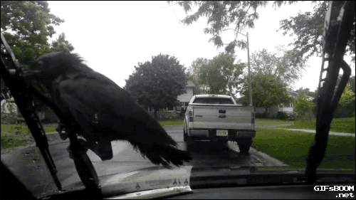 crow windshield GIF