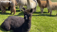 Wiping Down a New Alpaca Baby
