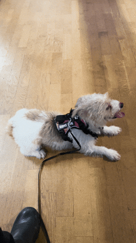 Dog Puppy GIF