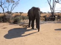 Sporty Elephants Play Soccer in Zimbabwe